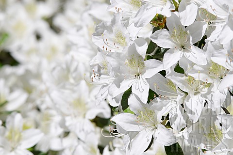 Rhododendron_Rhododendron_cultivar_Mass_of_white_flowers_growing_outdoor