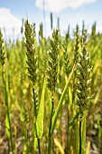 Wheat, Winter wheat, Triticum aestivum, Side view of cereal crop gowing outdoor.