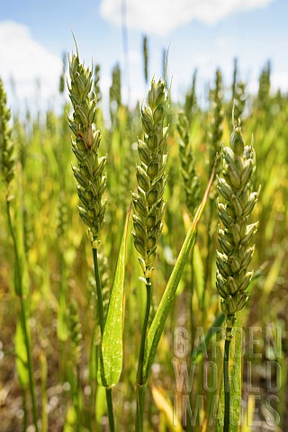 Wheat_Winter_wheat_Triticum_aestivum_Side_view_of_cereal_crop_gowing_outdoor