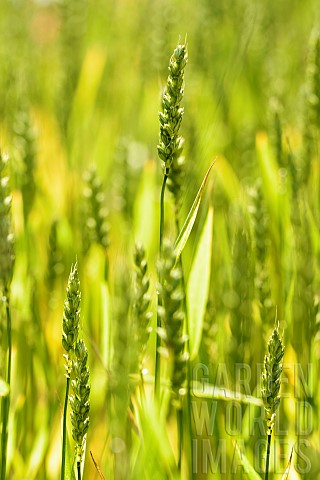 Wheat_Winter_wheat_Triticum_aestivum_Side_view_of_cereal_crop_gowing_outdoor