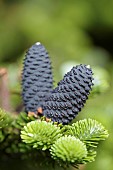 Korean fir Silberlocke, Abies koreana Silberlocke, Purple cones on young plant.