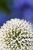 Allium, Allium Mount Everest, Close up detail of white globe shaped flowerhead.