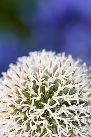Allium_Allium_Mount_Everest_Close_up_detail_of_white_globe_shaped_flowerhead