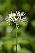 Allium, Garlic, Wild garlic, Allium ursinum, Side view of white flower growing outdoor.