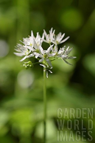 Allium_Garlic_Wild_garlic_Allium_ursinum_Side_view_of_white_flower_growing_outdoor