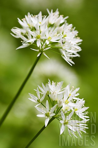Allium_Garlic_Wild_garlic_Allium_ursinum_Side_view_of_white_flowers_growing_outdoor