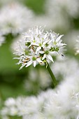 Allium, Garlic, Wild garlic, Allium ursinum, Side view of white flower growing outdoor.