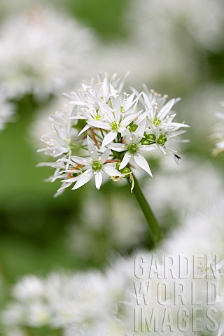 Allium_Garlic_Wild_garlic_Allium_ursinum_Side_view_of_white_flower_growing_outdoor