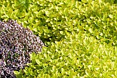 Origanum vulgare Aureum and a bit of Thymus vulgaris,Thyme, growing outdoor in a garden.