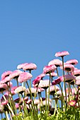 Daisy, Double daisy, Bellis perennis, side view of pink flowers growing outdoor. with blue sky behind.