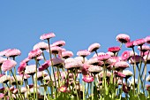 Daisy, Double daisy, Bellis perennis, side view of pink flowers growing outdoor. with blue sky behind.