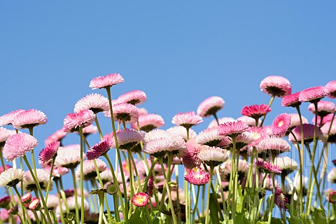 Daisy_Double_daisy_Bellis_perennis_side_view_of_pink_flowers_growing_outdoor_with_blue_sky_behind