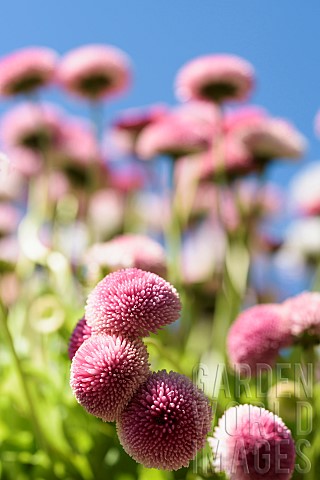 Daisy_Double_daisy_Bellis_perennis_side_view_of_pink_flowers_growing_outdoor_with_blue_sky_behind