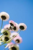 Daisy, Double daisy, Bellis perennis, side view of pink flowers growing outdoor. with blue sky behind.