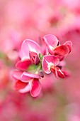Broom, Cytisus, Close up detail of pink coloured flower growing outdoor.