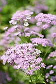 Carrot, Wild carrot, Daucus carota , Pink coloured flowerhead growing outdoor.