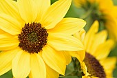 Sunflower, Common sunflower, Helianthus annuus, Close up detail of yellow coloured flower growing outdoor.