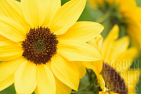 Sunflower_Common_sunflower_Helianthus_annuus_Close_up_detail_of_yellow_coloured_flower_growing_outdo