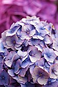 Hydrangea, Mauve coloured flowerhead growing outdoor.