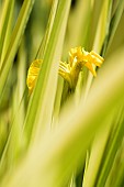 Iris, Yellow flower seen through green foliage grbowing outdoor.