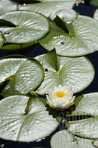 Water_lily_White_water_lilyNymphaea_alba_Single_flower_growing_outdoor_on_water
