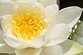 Water lily, White water lily,Nymphaea alba, Single flower growing outdoor on water.