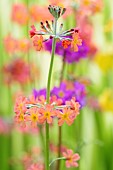 Primrose, Candelabraprimula, Primula bulleyana, Peach coloured flowers growing outdoor.