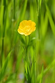 Buttercup, Meadow buttercup, Ranunculus acris, Single yellow flower growing outdoor amid green foliage.