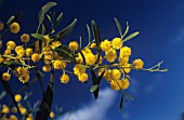 ACACIA CYANOPHLLA, WATTLE, MIMOSA