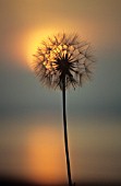 TRAGOPOGON PRATENSIS, GOATS BEARD (LIKE DANDELION CLOCK)