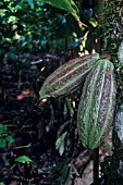 THEOBROMA CACAO, COCOA BEAN