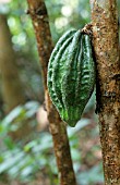 THEOBROMA CACAO, COCOA BEAN