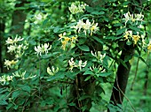 LONICERA PERICLYMENUM, HONEYSUCKLE