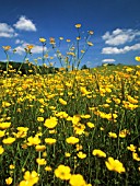 RANUNCULUS ACRIS, BUTTERCUP