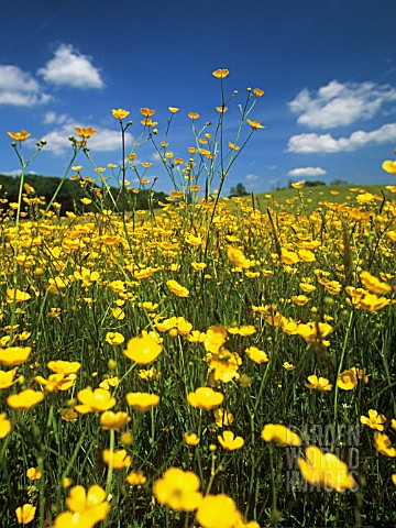 RANUNCULUS_ACRIS_BUTTERCUP