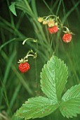 FRAGARIA VESCA, STRAWBERRY - WILD STRAWBERRY