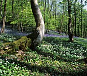 ALLIUM URSINUM, WILD GARLIC, RAMSONS