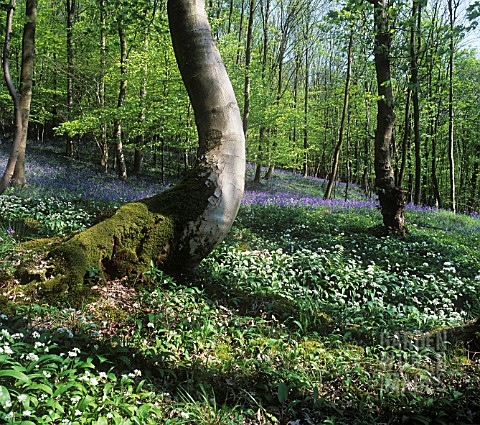 ALLIUM_URSINUM_WILD_GARLIC_RAMSONS