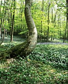 ALLIUM URSINUM, WILD GARLIC, RAMSONS