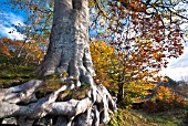 FAGUS SYLVATICA