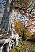 FAGUS SYLVATICA