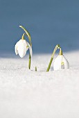 GALANTHUS NIVALIS