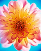 COLOURFUL DAHLIA