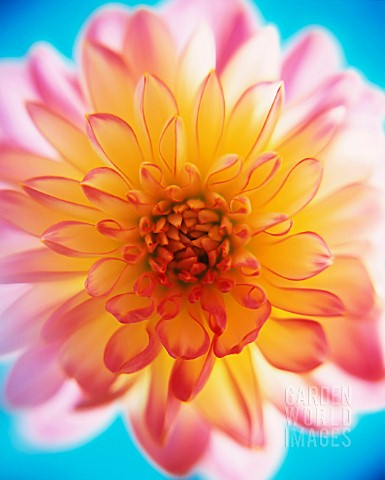 COLOURFUL_DAHLIA