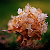 HYDRANGEA IN AUTUMN