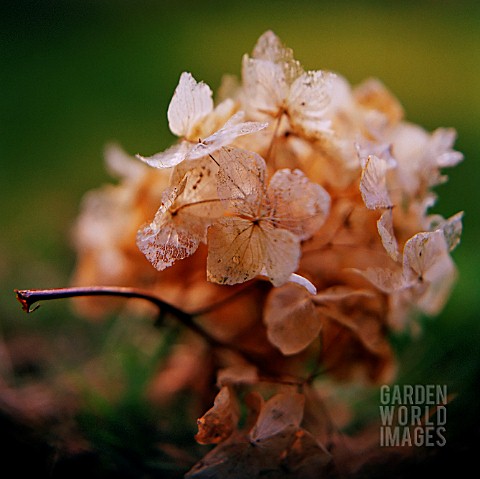 HYDRANGEA_IN_AUTUMN