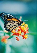 LANTANA CAMARA, LANTANA