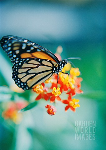 LANTANA_CAMARA_LANTANA