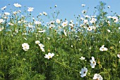 COSMOS BIPINNATUS SONATA WHITE, COSMOS