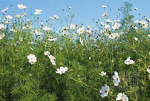 COSMOS_BIPINNATUS_SONATA_WHITE_COSMOS